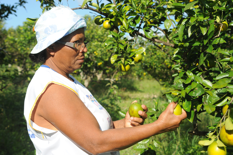 Catadores de laranja recebem benefício durante entressafra em