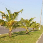 Prefeitura urbaniza canteiro central da Tancredo Neves - Agência Aracaju de Notícias  fotos: Wellington Barreto