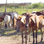 Prefeitura intensifica apreensão de animais - Agência Aracaju de Notícias  fotos: Abmael Eduardo