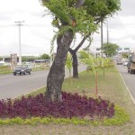 Serviço de paisagismo da Tancredo Neves está quase pronto - Agência Aracaju de Notícias  fotos: Wellington Barreto