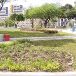 PMA está preparada para reposição de mudas durante o verão - Agência Aracaju de Notícias  fotos: Wellington Barreto