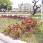 PMA está preparada para reposição de mudas durante o verão - Agência Aracaju de Notícias  fotos: Wellington Barreto