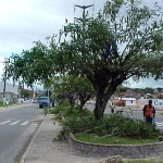 PMA realiza serviços de podação na avenida Visconde de Maracaju - Agência Aracaju de Notícias