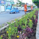 Avenida ganha colorido de flores em seus canteiros - Fotos: Márcio Dantas  Agência Aracaju de Notícias