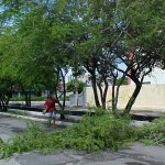 Serviço de poda de árvores vem sendo feito com freqüência pela prefeitura - Agência Aracaju de Notícias