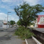 Emsurb continua com serviço de podação de árvores em vários bairros de Aracaju - Agência Aracaju de Notícias
