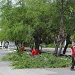 Serviço de poda de árvores vem sendo feito com freqüência pela prefeitura - Agência Aracaju de Notícias