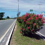 PMA realiza projeto paisagístico na avenida Beira Mar  - Agência Aracaju de Notícias