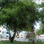 Emsurb continua com serviço de podação de árvores em vários bairros de Aracaju - Agência Aracaju de Notícias