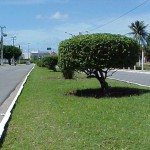 Serviço de podação de árvores da PMA possui acompanhamento técnico - Agência Aracaju de Notícias