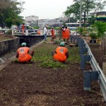 Canteiros da avenida Gentil Tavares recebem novo projeto paisagístico  - Fotos: Abmael Eduardo  Agência Aracaju de Notícias