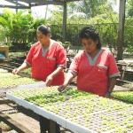 Jardinagem de praças e canteiros utiliza mudas produzidas pelo hortoflorestal da Emsurb - Fotos: Wellington Barreto  Agência Aracaju de Notícias