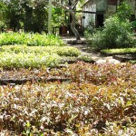 Jardinagem de praças e canteiros utiliza mudas produzidas pelo hortoflorestal da Emsurb - Fotos: Wellington Barreto  Agência Aracaju de Notícias