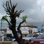 Emsurb conclui podação no Beira Mar II e alerta para cortes indiscriminados  - Agência Aracaju de Notícias