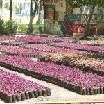 Aracaju mais bonita: mudas de plantas ornamentais são produzidas diariamente - Fotos: Wellington Barreto  Agência Aracaju de Notícias