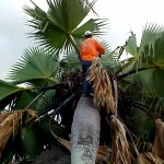 Palmeira da orlinha do bairro Industrial foi replantada pelos técnicos da Emsurb - Agência Aracaju de Notícias