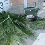 Emsurb adverte carroceiro por retirar palhas de coqueiro indevidamente - Agência Aracaju de Notícias