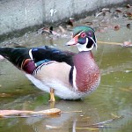 Lago da praça Tobias Barreto está sendo limpo pela Emsurb - Lago do zooparque é limpo pela PMA