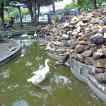 Lago da praça Tobias Barreto está sendo limpo pela Emsurb - Lago do zooparque é limpo pela PMA
