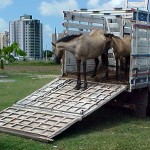 Emsurb apreende uma média de 250 animais ao mês - Animais apreendidos são levados para o curral