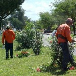 Emsurb executa poda de árvores nas avenidas Pedro Calazans e Beira Mar - Agência Aracaju de Notícias  Clique na foto e amplie