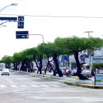 Prefeitura mantém serviço de podação de árvores na avenida Hermes Fontes  - Fotos: Wellington Barreto  AAN  Clique na foto e amplie