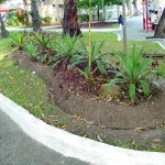 Ornamentação de jardins da cidade deixa Aracaju mais bonita - Fotos: Abmael Eduardo  AAN  Clique na foto e amplie