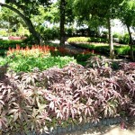Horto da Emsurb produz mensalmente uma média de 60 mil mudas de plantas - Fotos: Wellington Barreto  AAN  Clique na foto e amplie