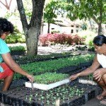 Horto da Emsurb produz mensalmente uma média de 60 mil mudas de plantas - Fotos: Wellington Barreto  AAN  Clique na foto e amplie