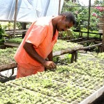 Horto da Emsurb produz mensalmente uma média de 60 mil mudas de plantas - Fotos: Wellington Barreto  AAN  Clique na foto e amplie