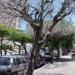 Envenenamento de árvores gera multas para os responsáveis - Agência Aracaju de Notícias