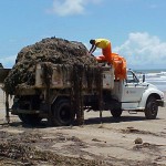 Emsurb agiliza recolhimento do sargaço na orla marítima - Limpeza iniciou logo pela manhã