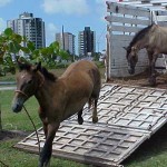 Fiscalização sobre despejo irregular de entulho mantém rigor - Cavalos apreendidos só podem ser retirados após cinco dias