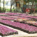 PMA efetua serviço de paisagismo em diversos pontos da cidade - Foto: Wellington Barreto  Mudas ornamentarão a cidade