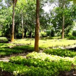 Horto da Emsurb mantém estoque de 100 mil mudas de plantas variadas - Fotos: Wellington Barreto