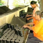 Horto da Emsurb mantém estoque de 100 mil mudas de plantas variadas - Fotos: Wellington Barreto