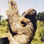 Exposição sobre biodiversidade de Sergipe será aberta amanhã na biblioteca municipal - Reproduções: Wellington Barreto