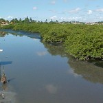 Emsurb lança nesta sexta campanha de limpeza de mangues  - Campanha tem também cunho educacional