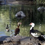 Prefeitura substitui água do lago do Zoo Parque após limpeza do espaço - Fotos: Márcio Garcez