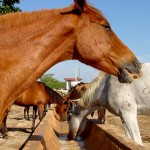 Emsurb apreendeu mais de 2400 animais abandonados nas ruas de Aracaju - Fotos: Silvio Rocha