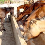 Emsurb apreendeu mais de 2400 animais abandonados nas ruas de Aracaju - Fotos: Silvio Rocha