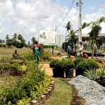 Parque da Sementeira está pronto para o plantio do Bosque do Sesquicentenário  - Fotos: Wellington Barreto