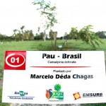 Bosque do Sesquicentenário completa seu primeiro mês no Parque da Sementeira  - Fotos: Silvio Rocha