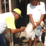 Operação especial de combate à raiva garante imunização de mais de 1.600 animais - Fotos: Ascom/SMS