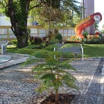 Emsurb efetua replantio de mudas de árvores em avenidas da cidade - Mudas substituem as árvores extraídas