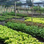 Período de chuva propicia o plantio de novas mudas nos jardins da cidade - Período chuvoso aumenta produção de muda