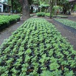 Período de chuva propicia o plantio de novas mudas nos jardins da cidade - Período chuvoso aumenta produção de muda