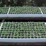 Período de chuva propicia o plantio de novas mudas nos jardins da cidade - Período chuvoso aumenta produção de muda