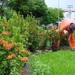 Emsurb utiliza mais de 9 mil mudas para revitalizar jardins do Centro de Aracaju  - Fotos: Márcio Garcez