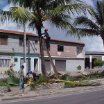 Emsurb realiza serviço de podação para evitar atos de vandalismo em coqueiros da cidade - Objetivo é evitar mutilação das árvores